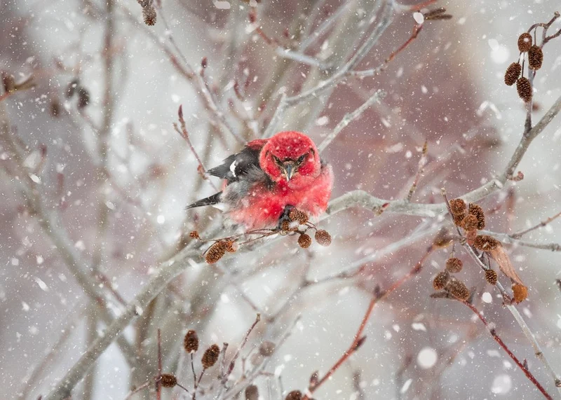 Vibrant Winter Bird