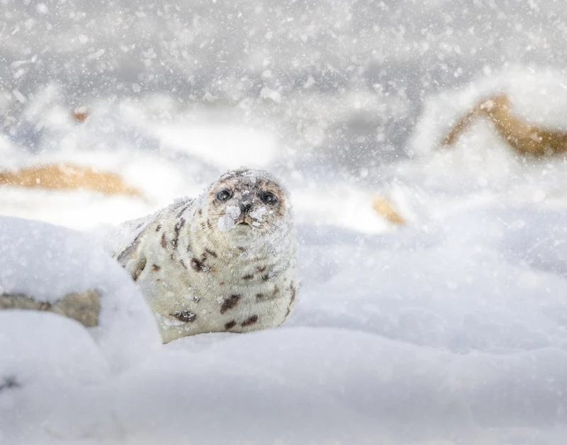 Snowflake Baby Seal