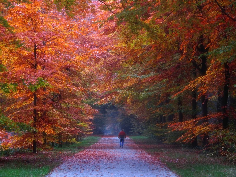 Autumn Forest Path