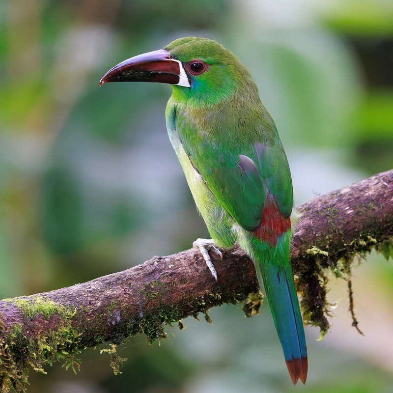 Tropical Green Toucanet