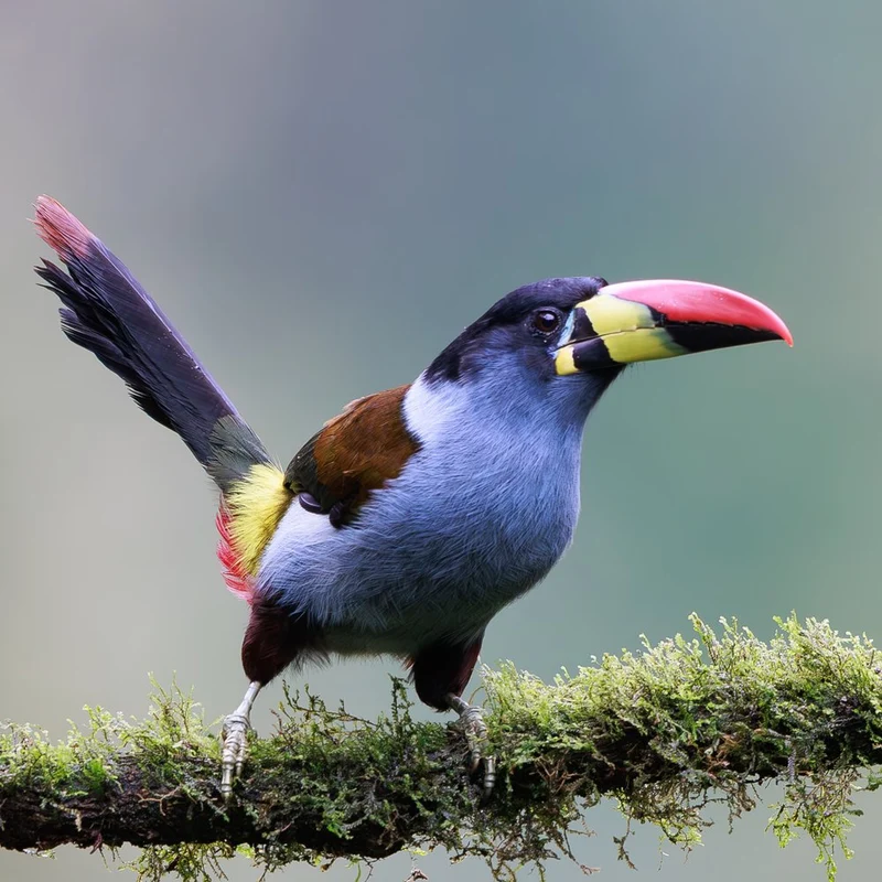 Vibrant Toucan Barbet