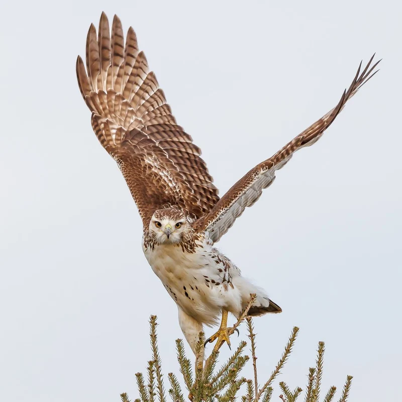 Majestic Hawk Spreads Wings