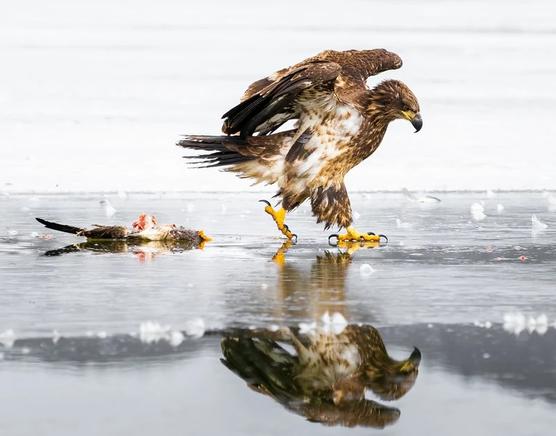 Eagle and Prey on Ice