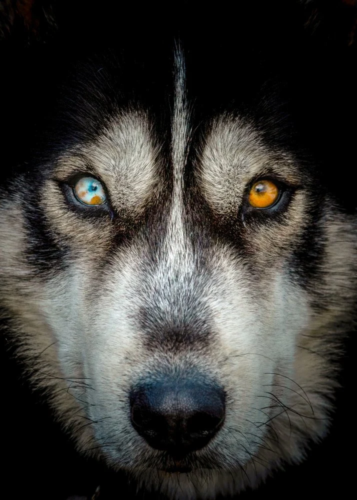 Mesmerizing Husky Eyes