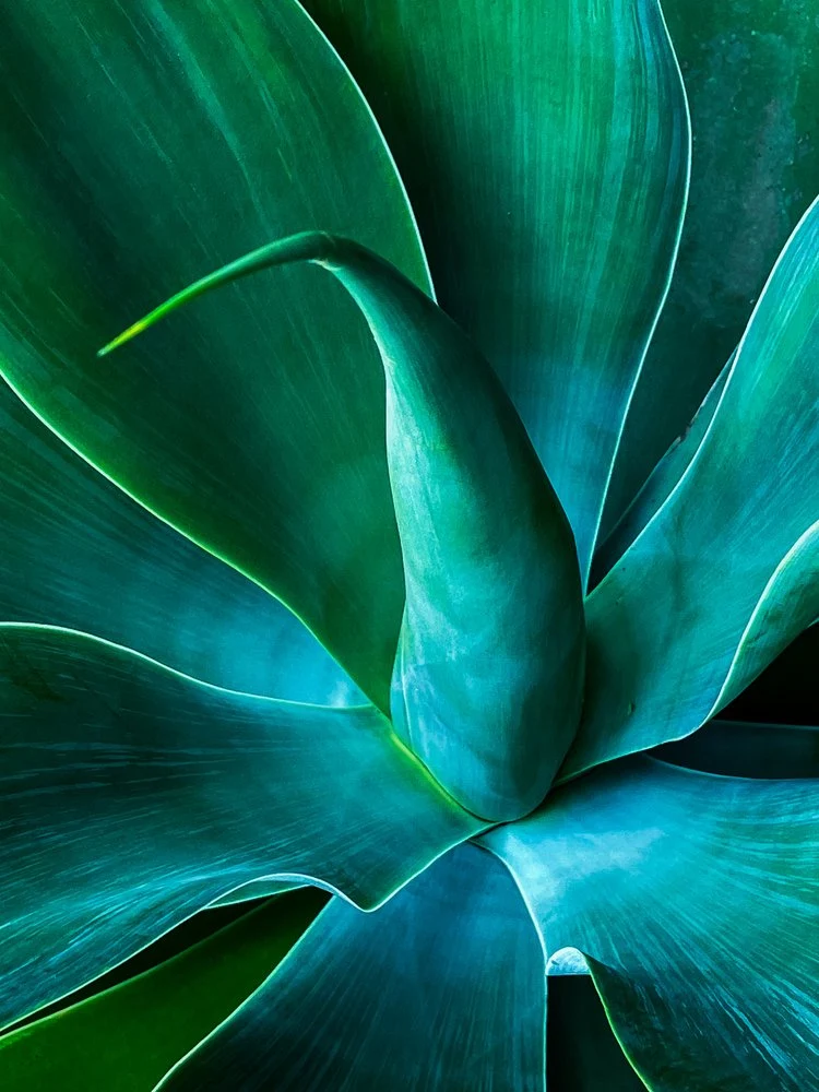 Agave Teal Serenity