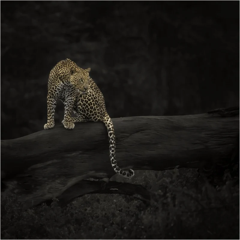 Alert Forest Leopard