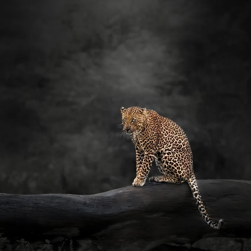 Watchful Leopard