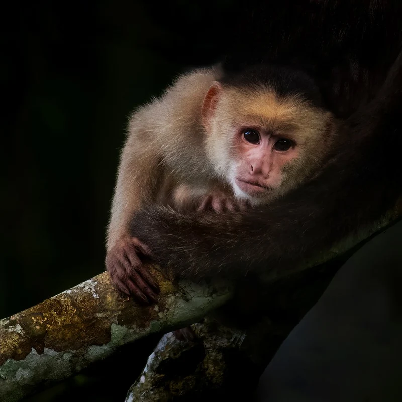 Jungle Capuchin Gaze