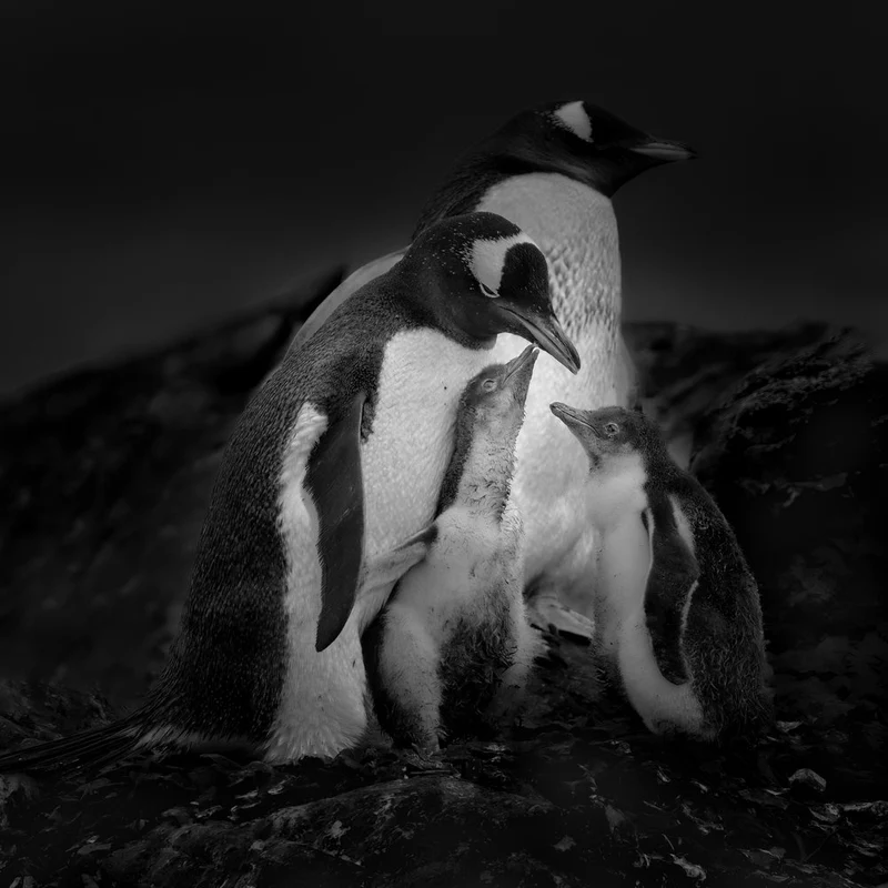Gentoo Penguin Family