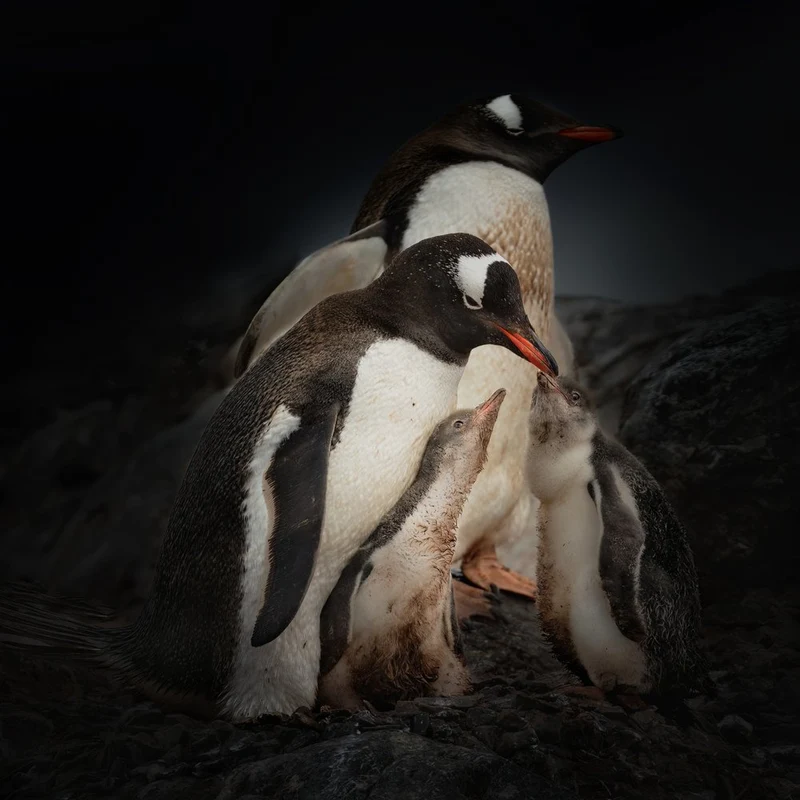 Gentoo Penguin Family