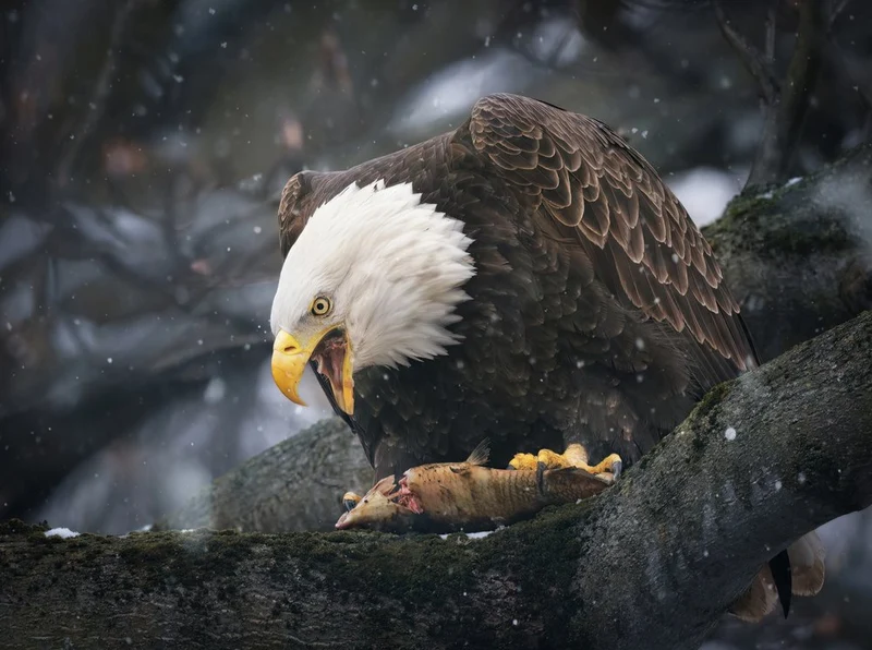 Bald Eagle Winter Feast