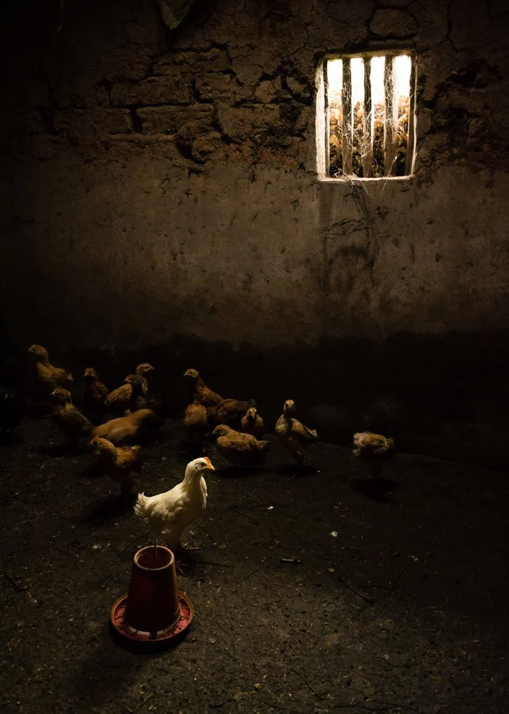 Chicks in Dark Barn