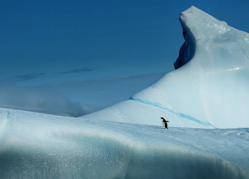 Solitary Penguin Iceberg