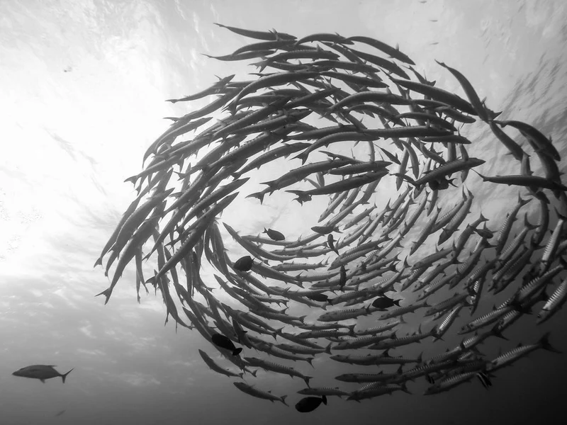 Barracuda School Spiral