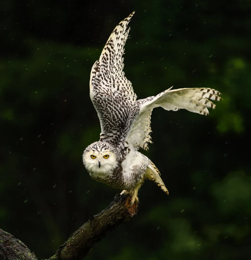 Majestic Snowy Owl Wings