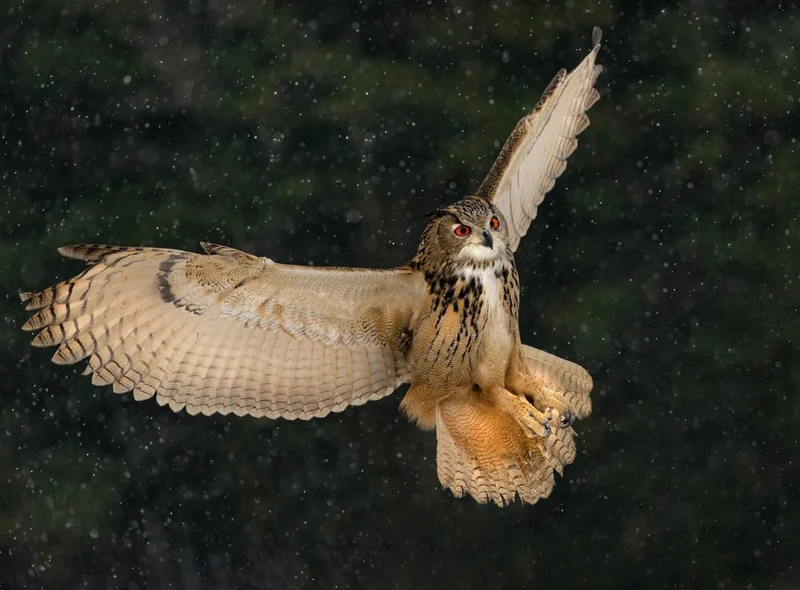Majestic Owl In Flight