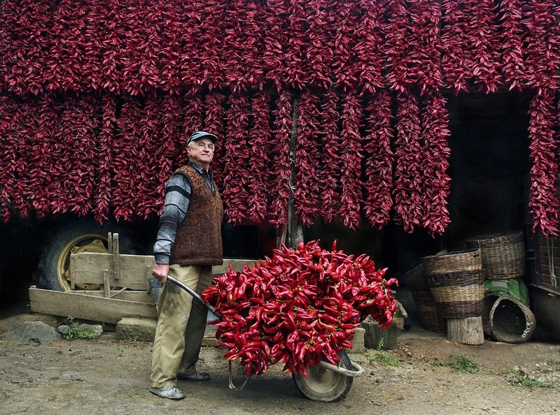 Red Pepper Harvest