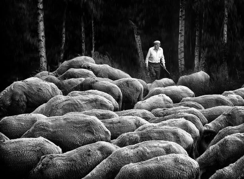 Shepherd Guiding His Flock