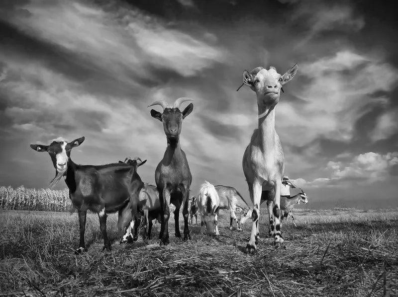 Curious Farm Goats