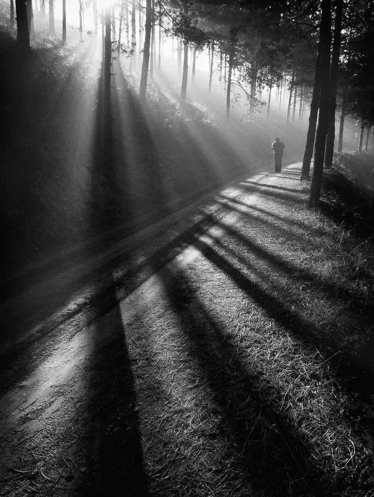 Sunbeams On Forest Path