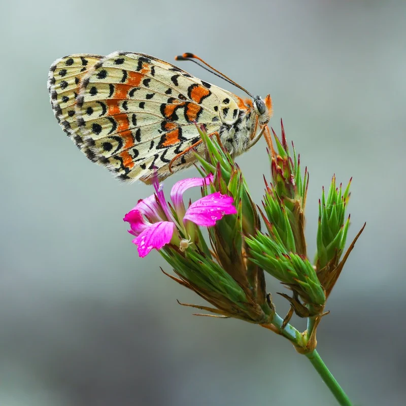 Orange Butterfly on Bloom