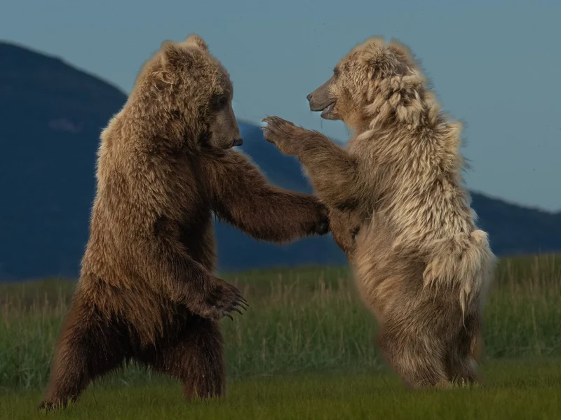 Playful Grizzly Bears