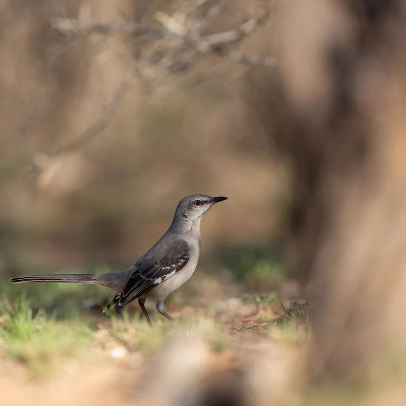 Mockingbird In Nature