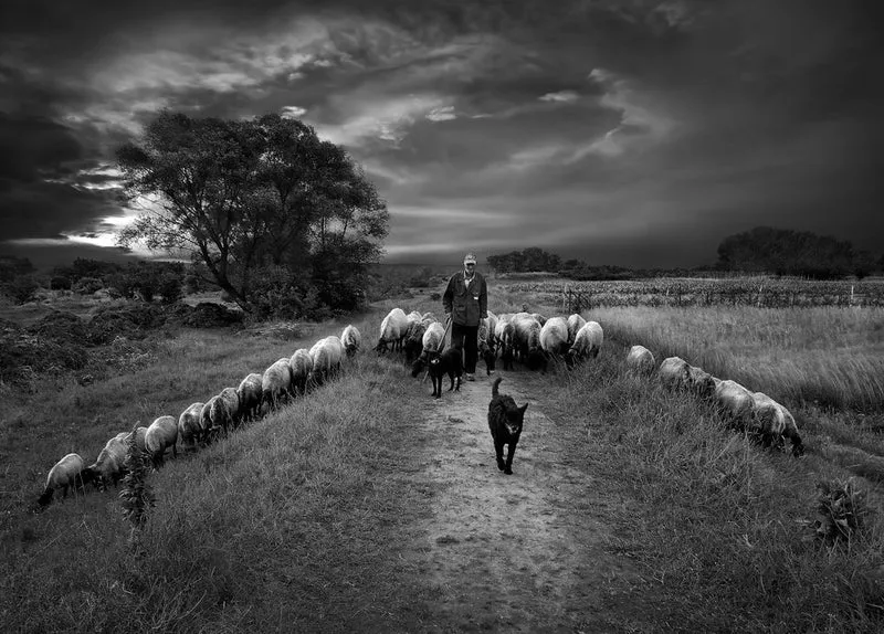 Shepherd and His Dogs