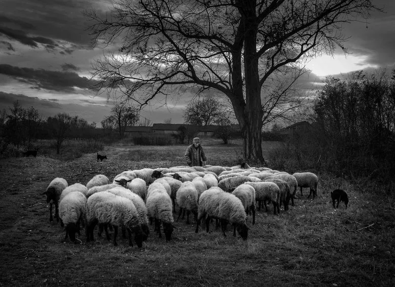 Shepherd and His Flock