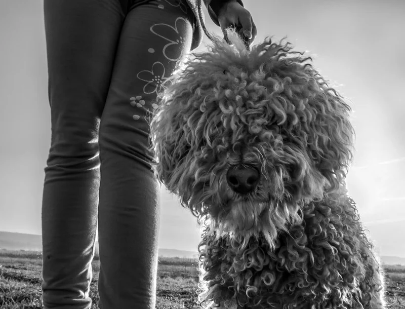 Loyal Dog Companion