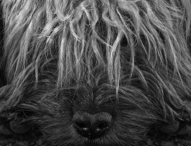 Shaggy Dog Nose