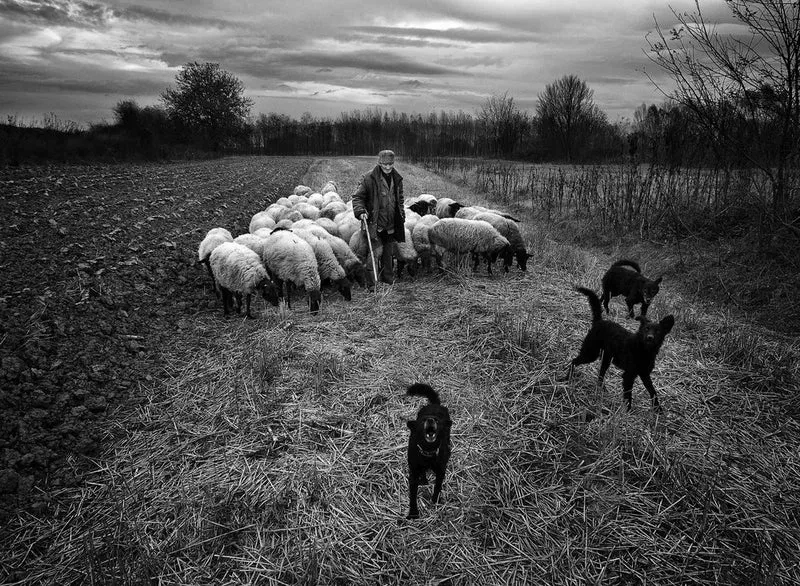Old Shepherd and His Flock