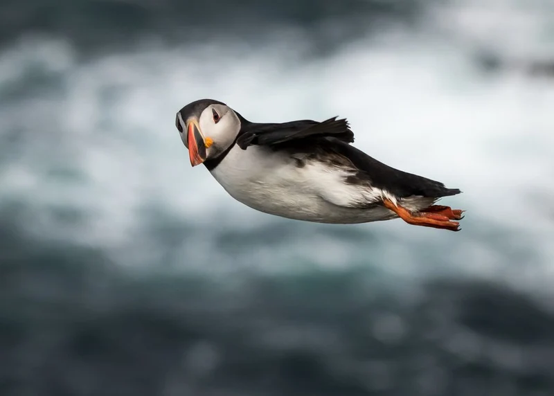 Puffin In Flight
