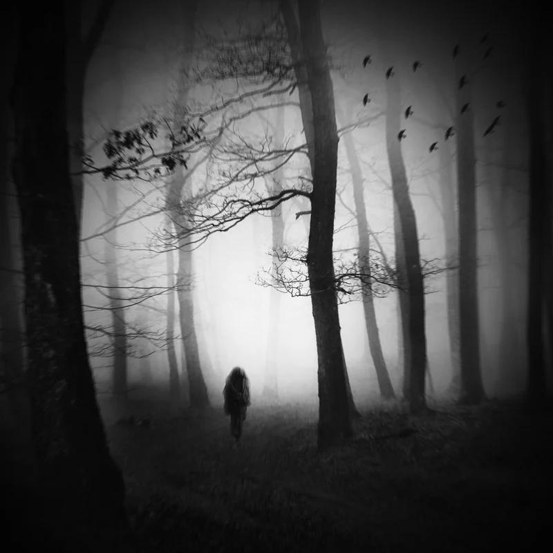 Mysterious Foggy Forest Walk