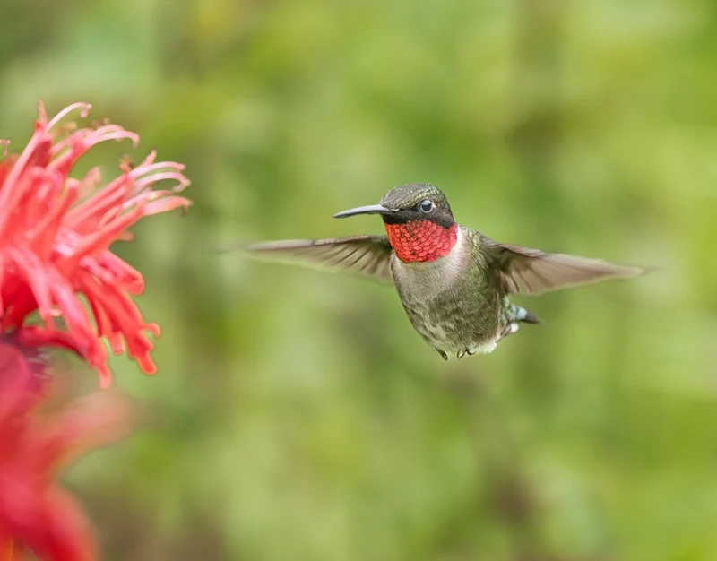 Ruby Throated Hummingbird