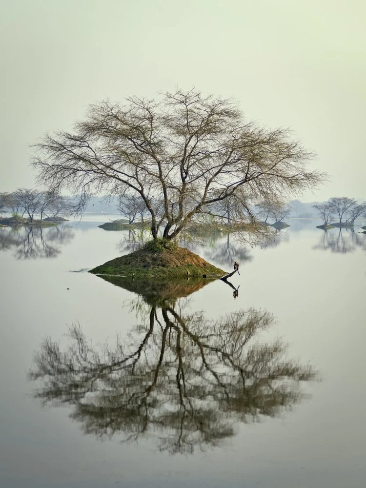 Solitary Island Tree