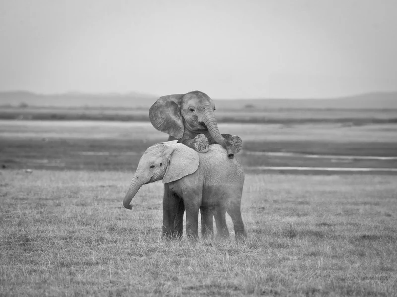 Baby Elephant Playtime