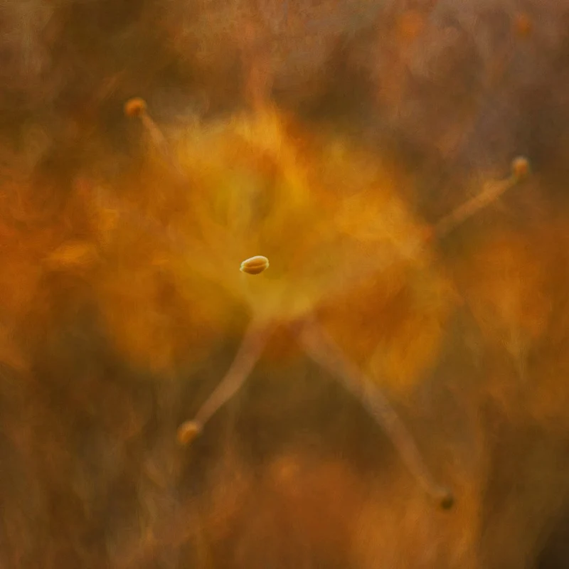 Golden Floral Dream