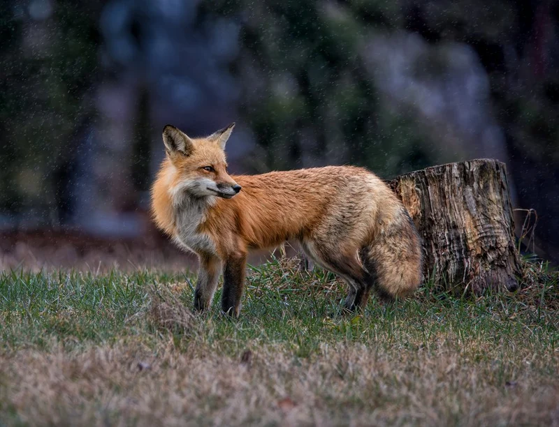 Alert Red Fox