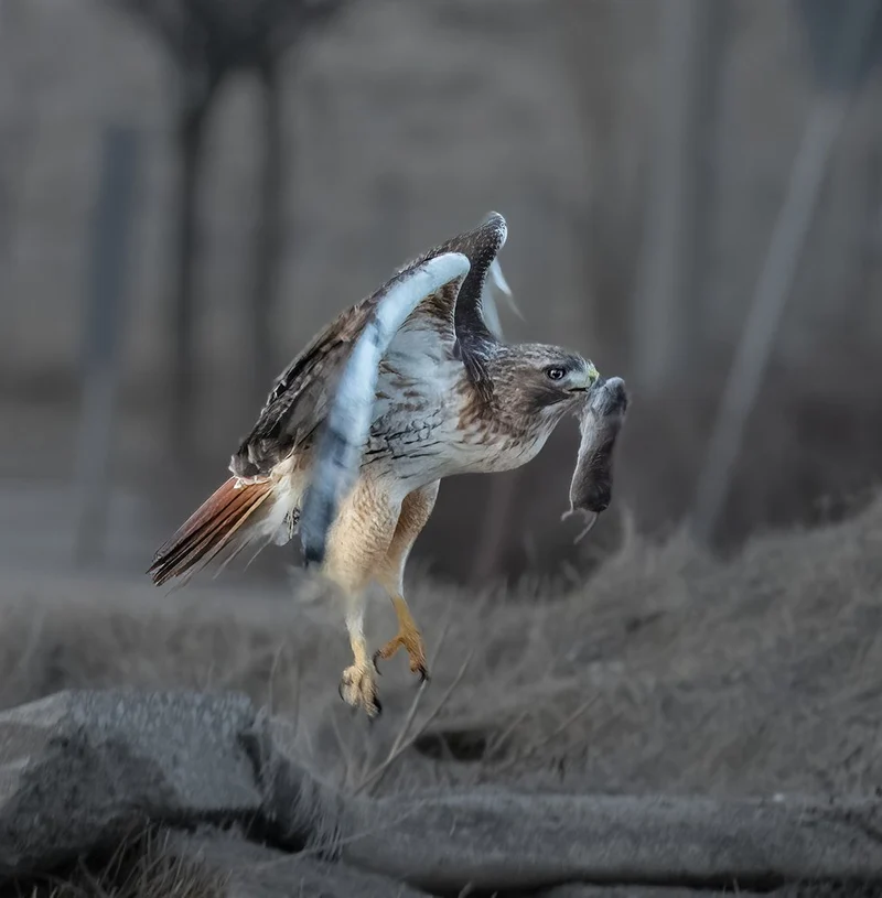 Raptor With Prey