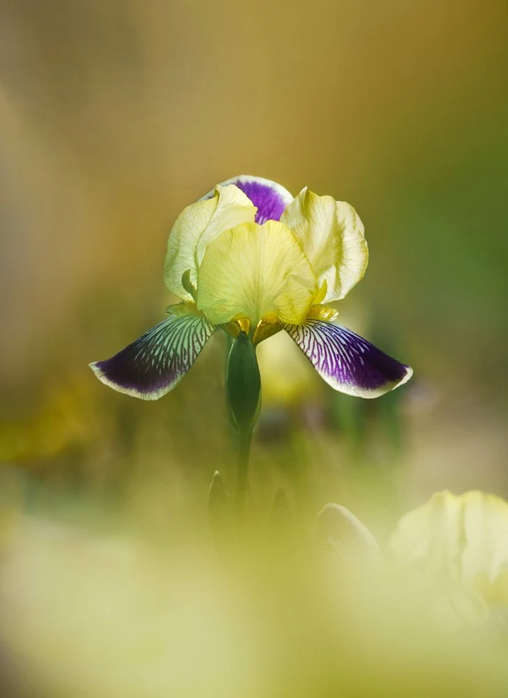 Vibrant Yellow Iris