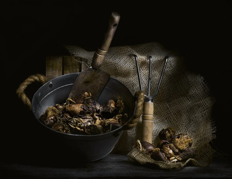 Foraged Mushrooms and Tools