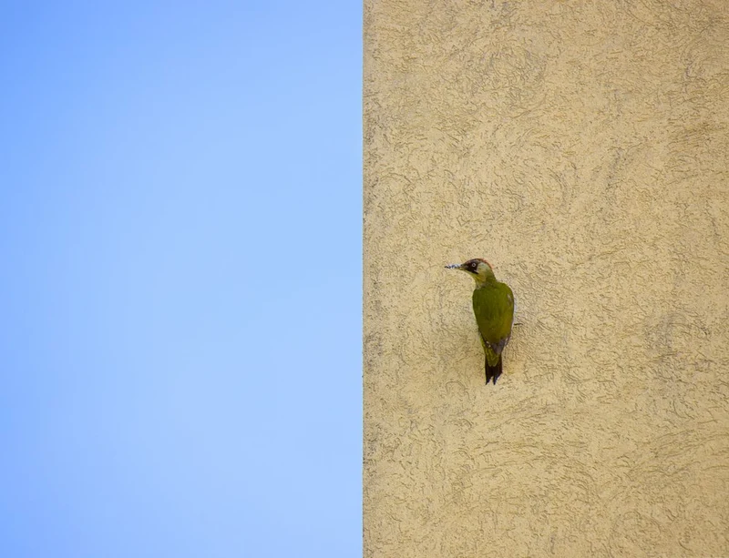 Green Woodpecker Blue Sky
