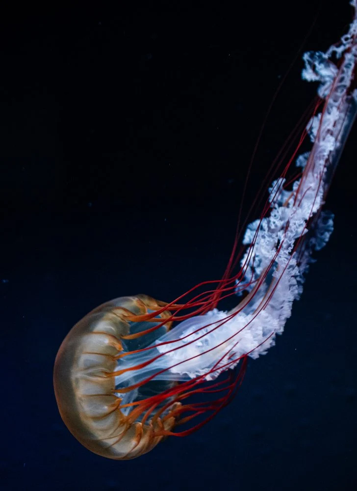 Vibrant Deep Sea Jellyfish