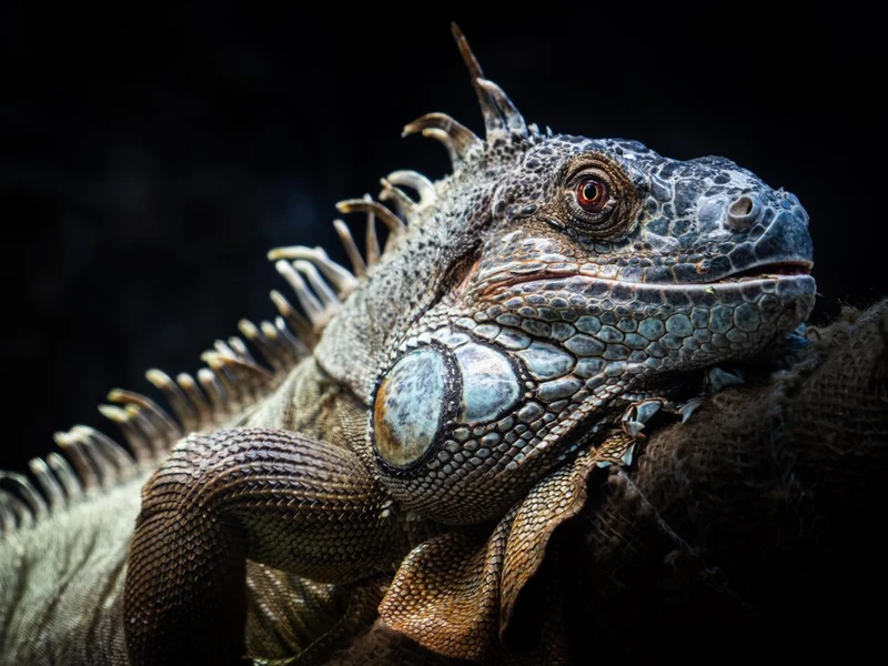 Intense Iguana Portrait
