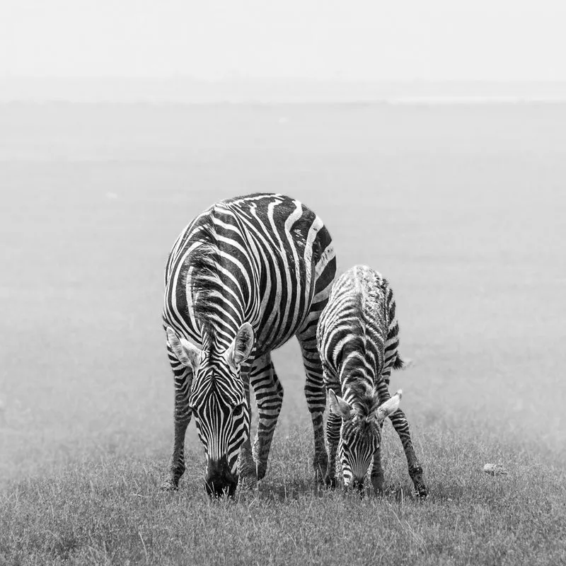 Wild Zebra Family