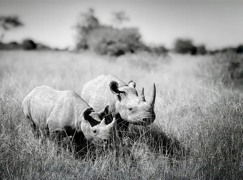 Black Rhinos Grazing
