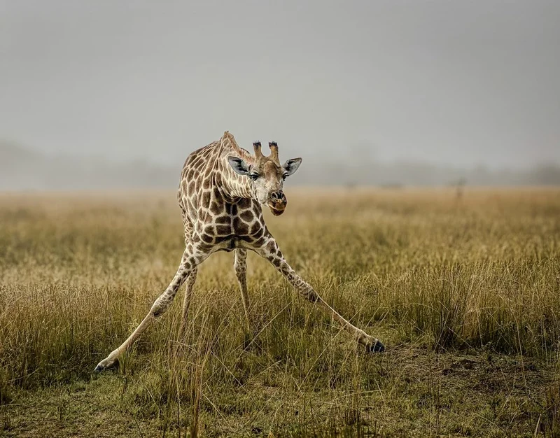 Awkward Giraffe Stretch