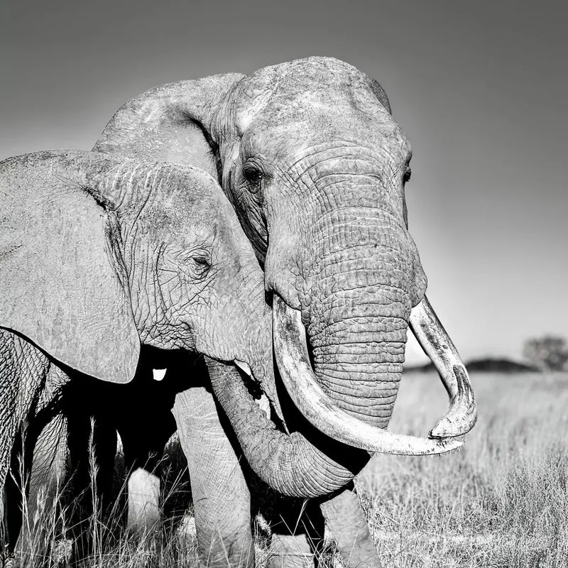 Elephant Family Bond