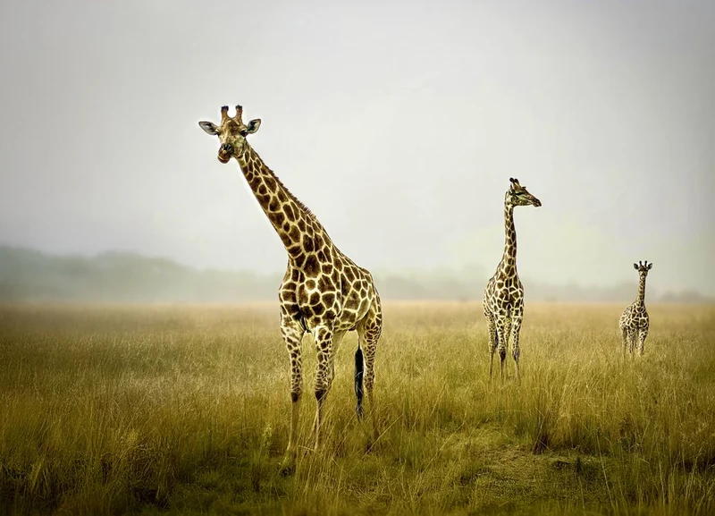 Giraffe Family in Mist